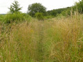 Sentier dans la lande