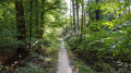 Sentier dans le Bois d'Enghien