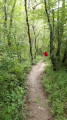 sentier dans le bois des Magnolias
