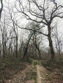 Sentier dans le bois Précilhon