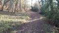 Sentier dans les bois