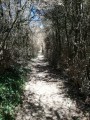 sentier dans les buis
