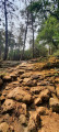 Sentier dans les pins