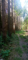 Sentier dans une sapinière