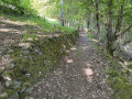Sentier de forêt