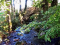 Pont au-dessus de la Kolbenfecht