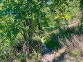 Sentier de la forêt du Limberg