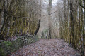 sentier de sous-bois