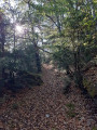 Sentier de sous bois