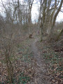 Sentier des bornes dans la forêt