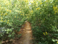 Sentier des mimosas.