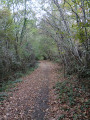 Sentier des Pins de Saint-Sauveur