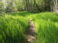 Sentier du bois des boeufs