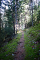 Sentier en forêt Sentier en forêt