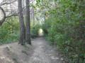 Sentier en forêt