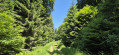 Chemin en forêt