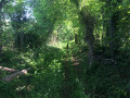 sentier en friche