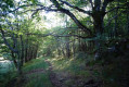 Sentier en sous bois