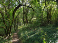 sentier en sous-bois sentier en sous-bois