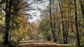 Sentier en sous-bois