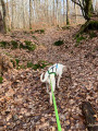 Sentier en sous-bois