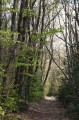 Sentier en sous-bois