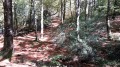 Sentier en sous-bois