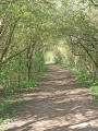 sentier en sous bois