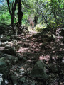 Sentier en sous bois