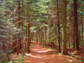 Sentier en sous-bois