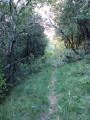 sentier en sous bois