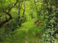sentier en sous-bois