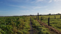 Sentier entre le Chemin Dugnolle et la Rue Wastine