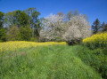 Sentier envahi par les herbes Sentier envahi par les herbes