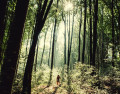 Sentier et lumière dans la forêt de Montagnol