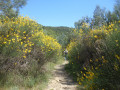 sentier fleuri de genêts
