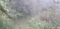 Sentier fleuri