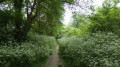 sentier fleuri