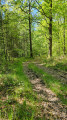 Sentier forestier bois de la Sarte