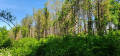 sentier forestier entre 4 et 5
