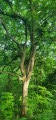 sentier forestier entre 8 et 9