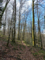 Sentier forestier le long de la rivière Sentier forestier le long de la rivière