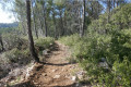 Sentier forestier tranquille
