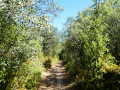 Sentier forestier
