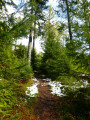 Sentier forestier