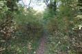 Sentier forestier