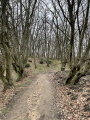Sentier forestier Sentier forestier