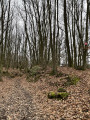 Sentier forestier
