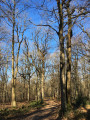Sentier forestier