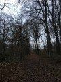 Sentier forestier